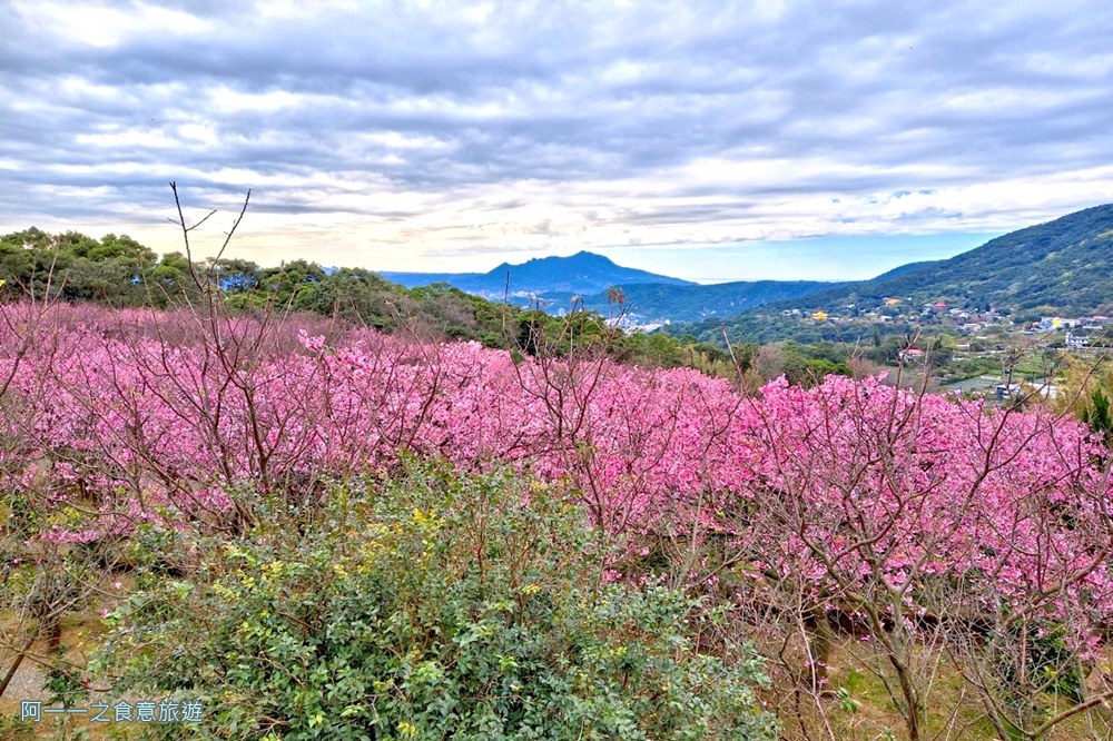 大埔農場紗帽山.台北陽明山櫻花季.秘境