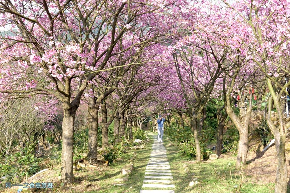 大埔農場紗帽山.台北陽明山櫻花季.秘境