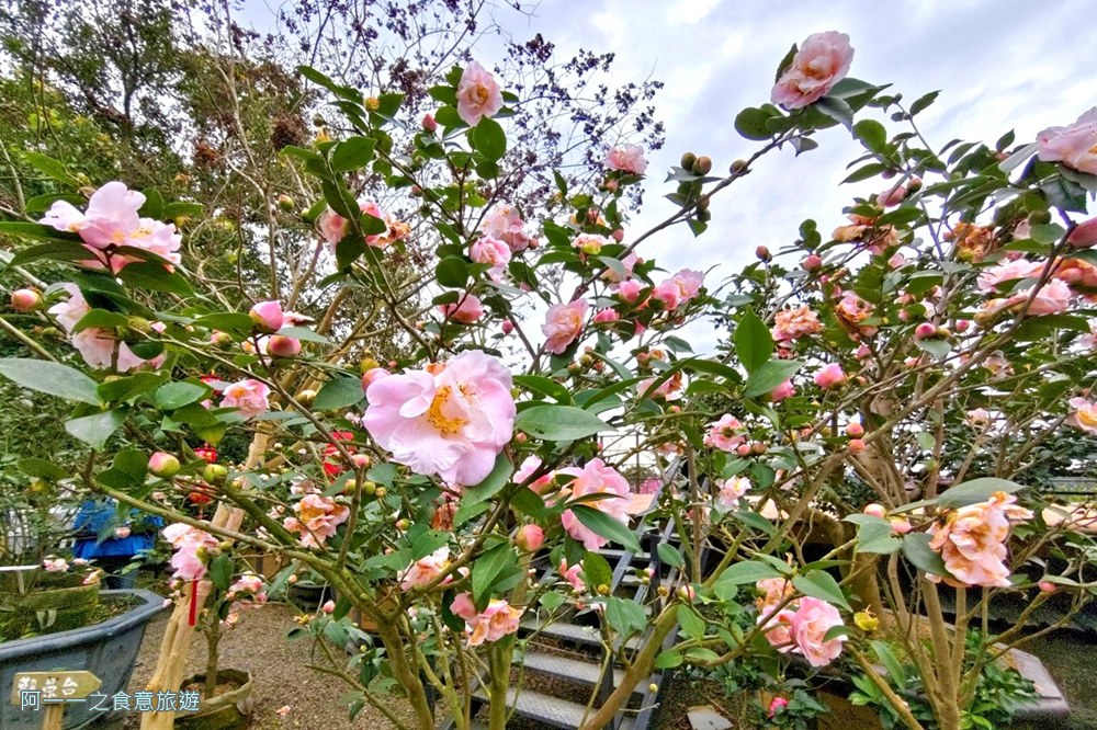 大埔農場紗帽山.台北陽明山櫻花季.秘境