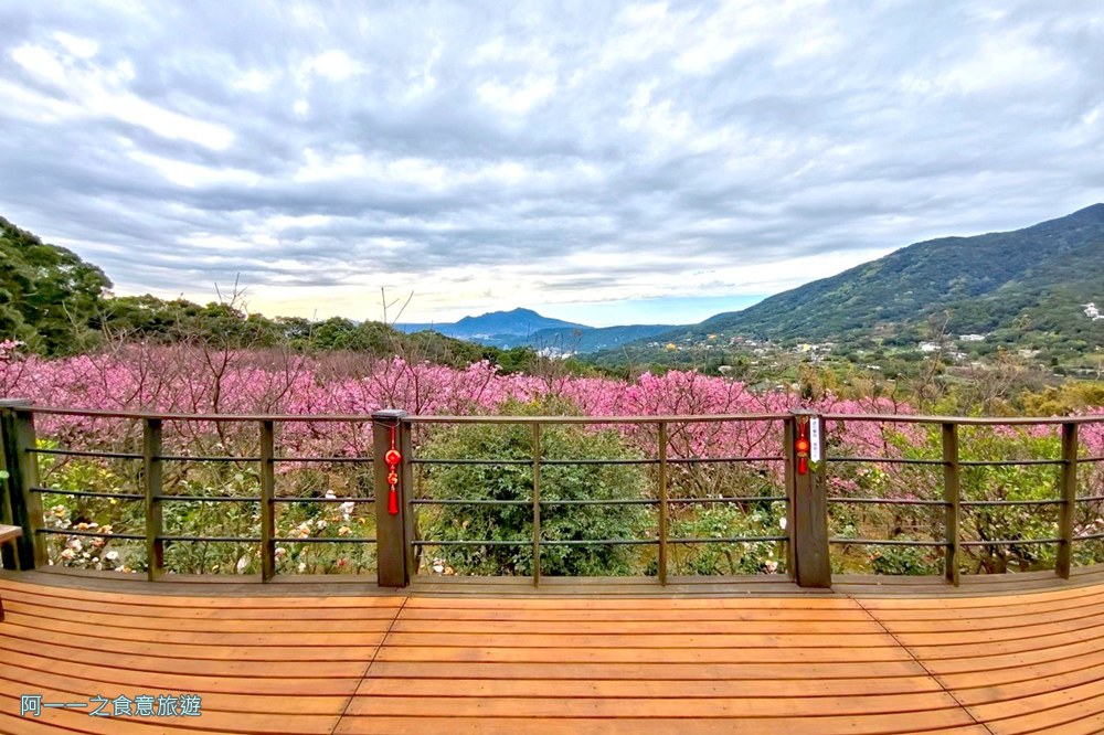大埔農場紗帽山.台北陽明山櫻花季.秘境