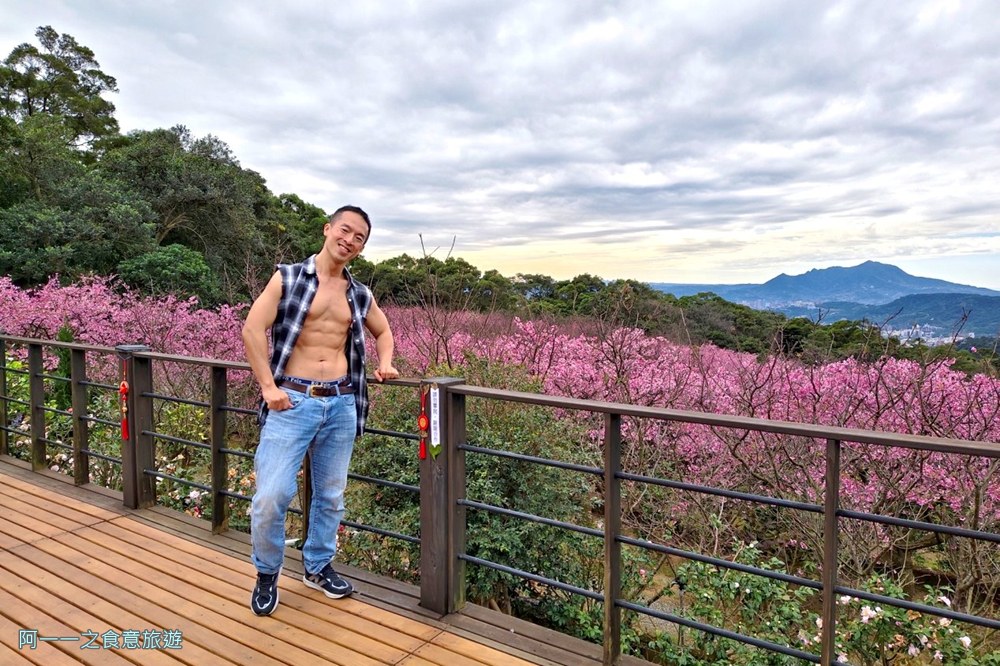 大埔農場紗帽山.台北陽明山櫻花季.秘境