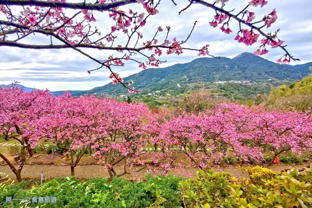 大埔農場紗帽山.台北陽明山櫻花季.秘境