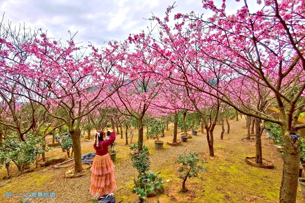 大埔農場紗帽山.台北陽明山櫻花季.秘境