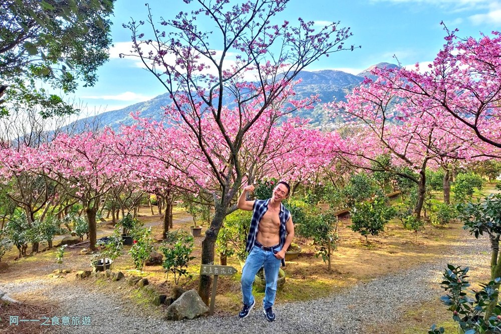 大埔農場紗帽山.台北陽明山櫻花季.秘境