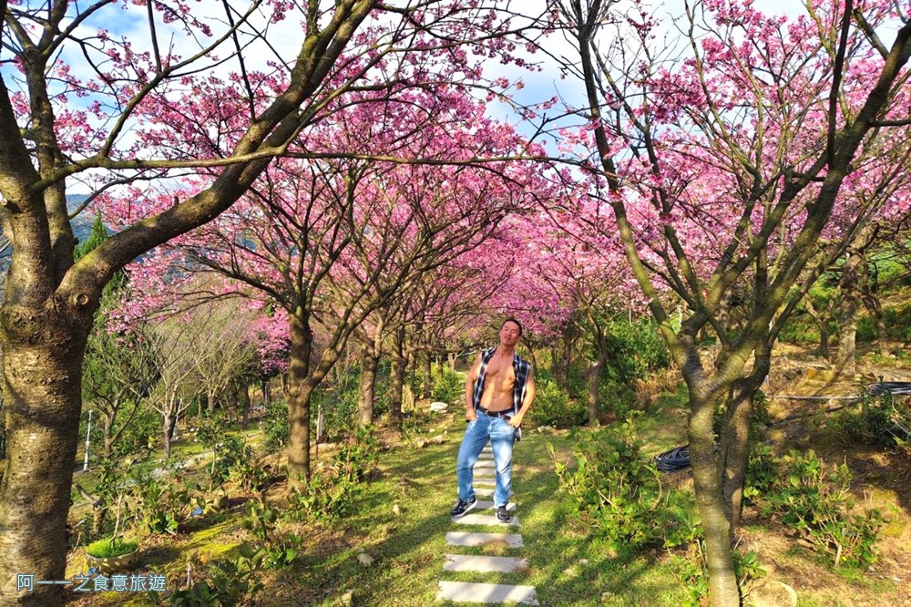 大埔農場紗帽山.台北陽明山櫻花季.秘境