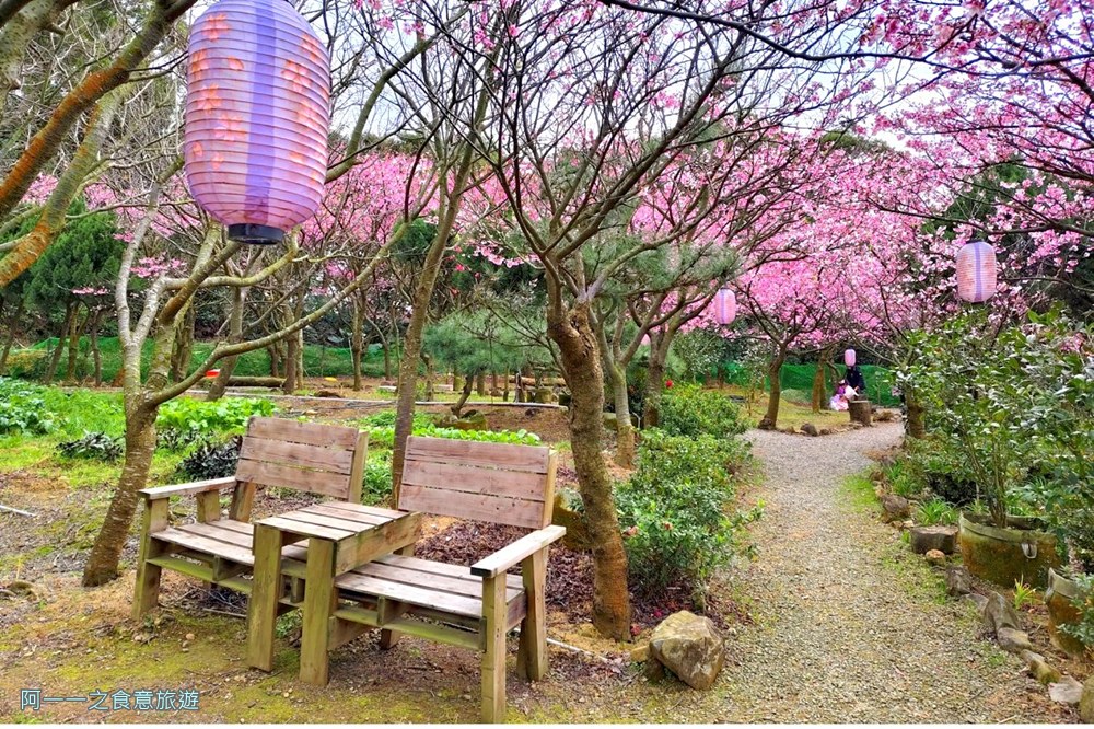 大埔農場紗帽山.台北陽明山櫻花季.秘境