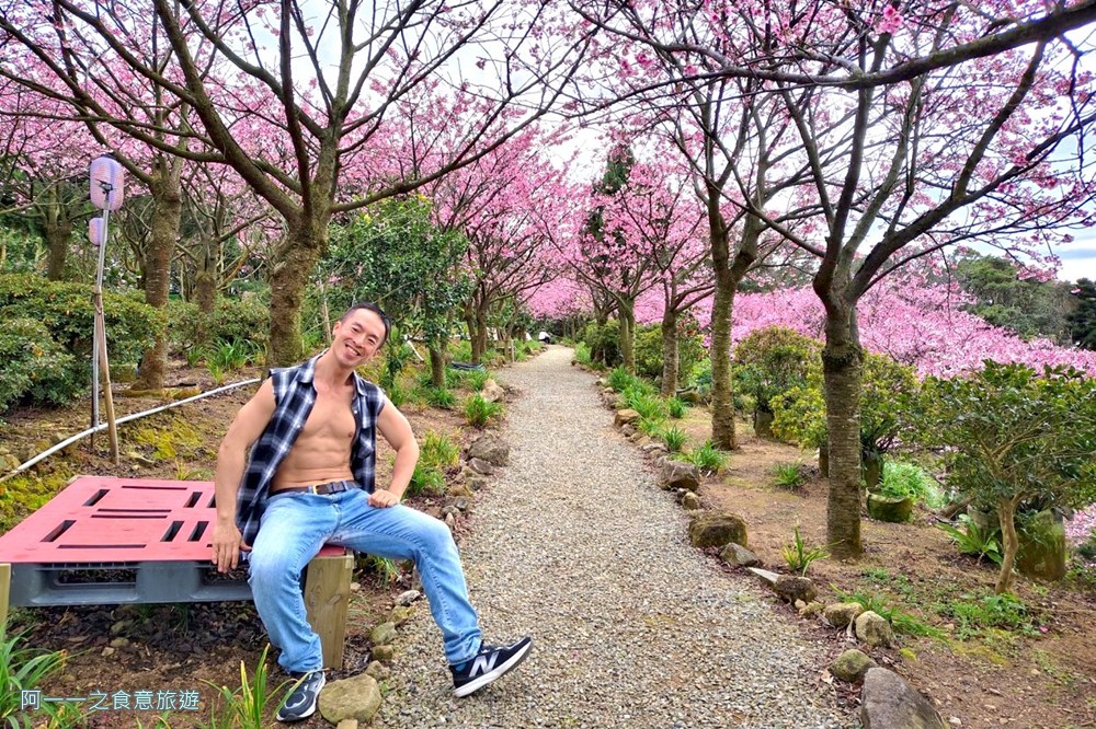 大埔農場紗帽山.台北陽明山櫻花季.秘境
