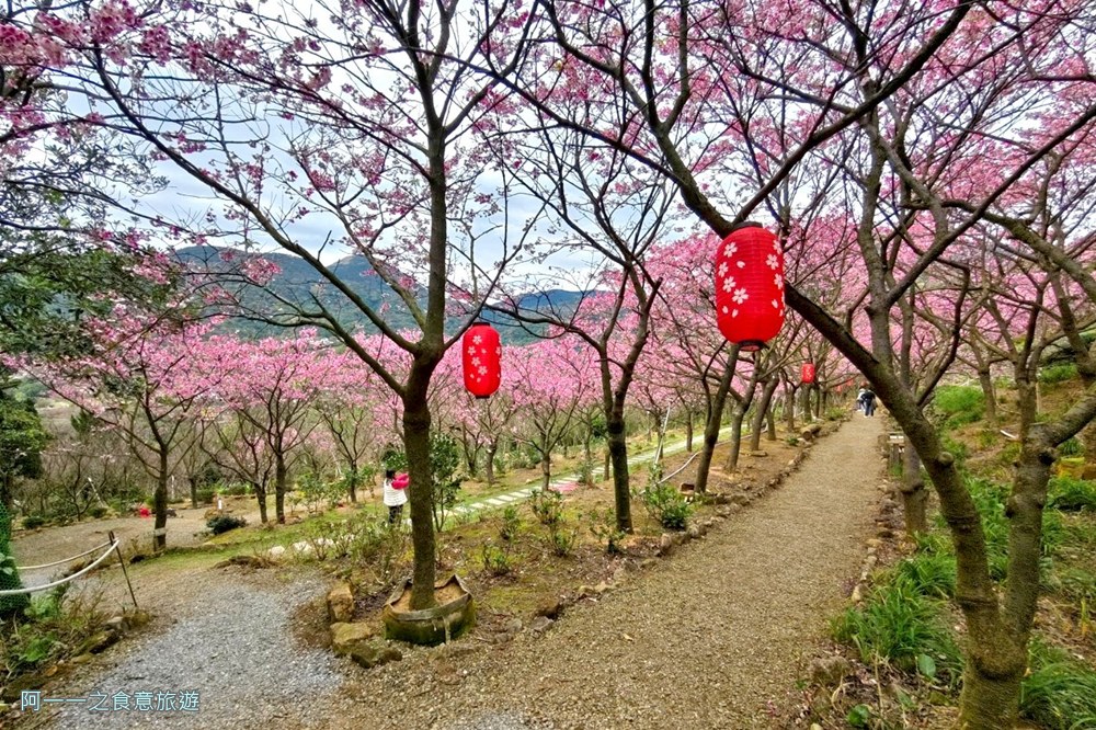 大埔農場紗帽山.台北陽明山櫻花季.秘境