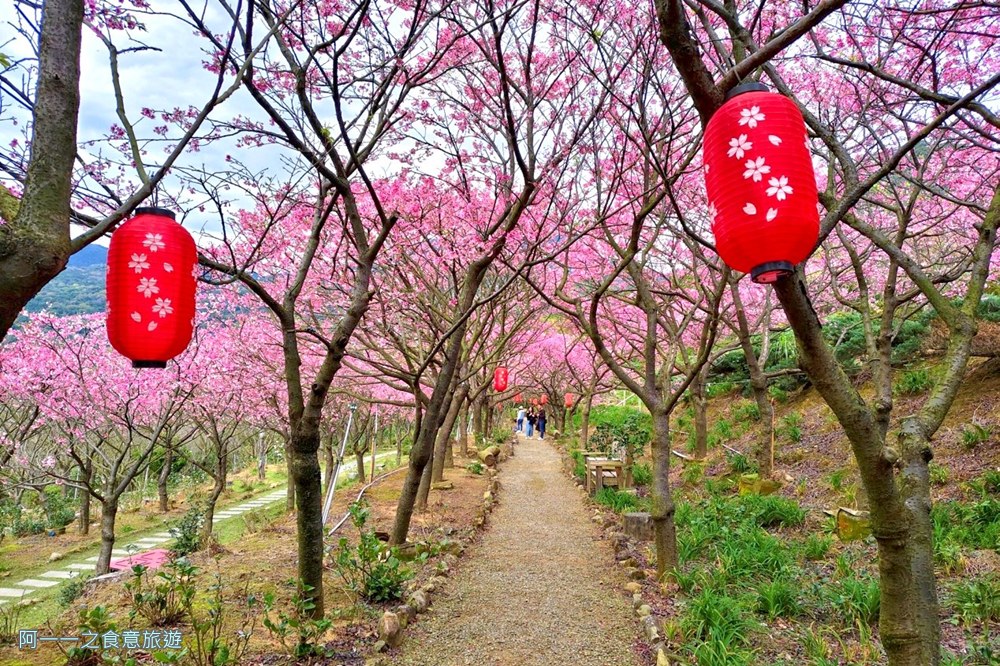 大埔農場紗帽山.台北陽明山櫻花季.秘境