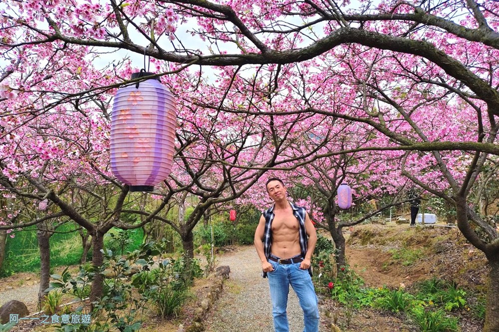 大埔農場紗帽山.台北陽明山櫻花季.秘境