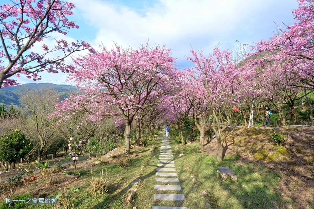 大埔農場紗帽山.台北陽明山櫻花季.秘境