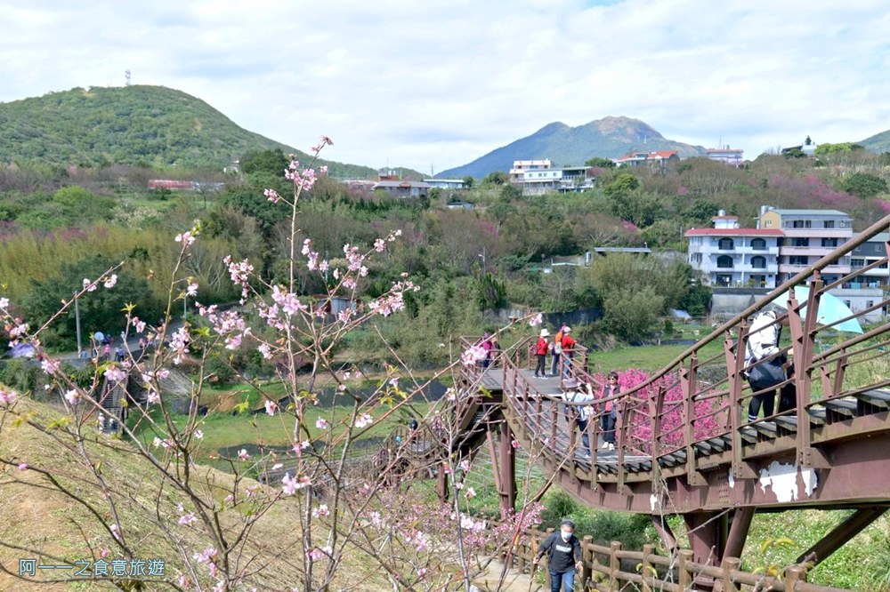 鵝尾山水梯田木棧道.陽明山秘境景點.櫻花