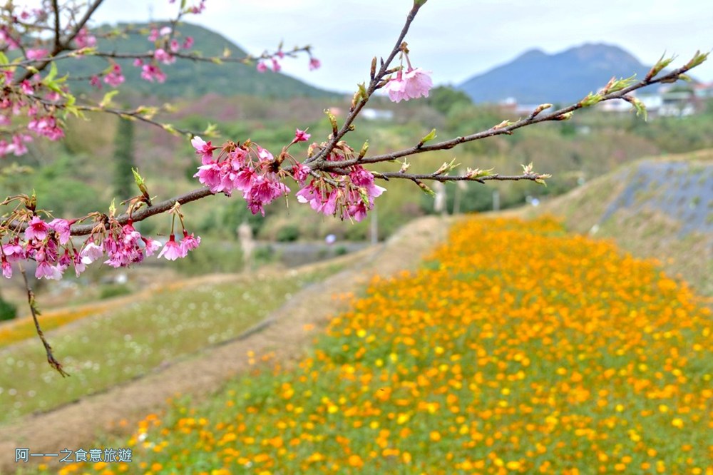 鵝尾山水梯田木棧道.陽明山秘境景點.櫻花
