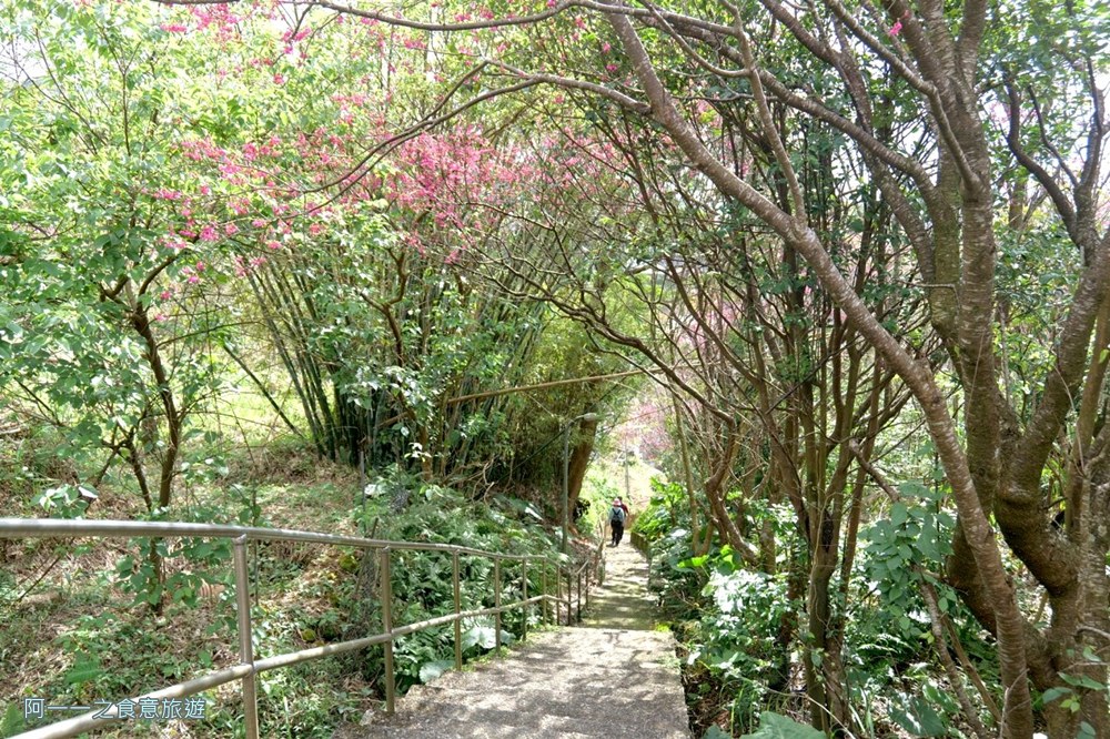 鵝尾山水梯田木棧道.陽明山秘境景點.櫻花