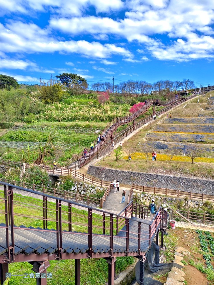 鵝尾山水梯田木棧道.陽明山秘境景點.櫻花