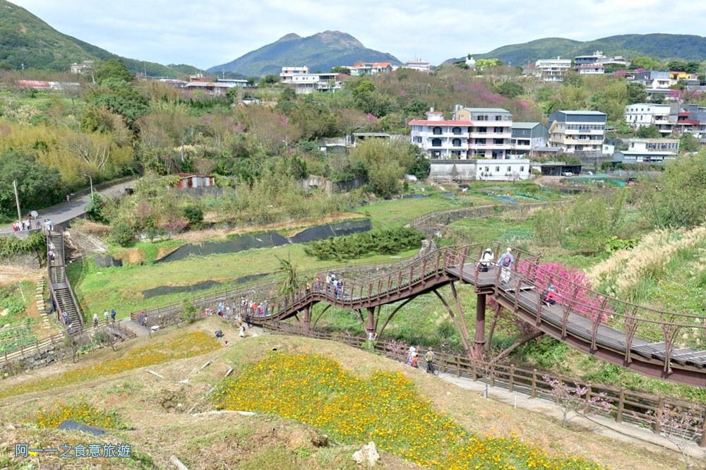 鵝尾山水梯田木棧道.陽明山秘境景點.櫻花