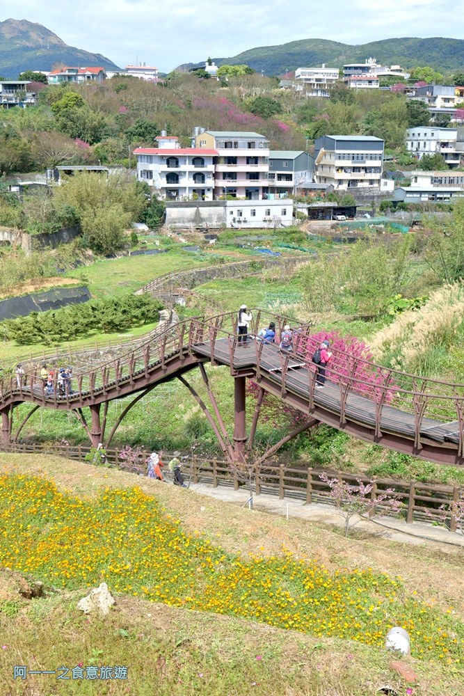 鵝尾山水梯田木棧道.陽明山秘境景點.櫻花