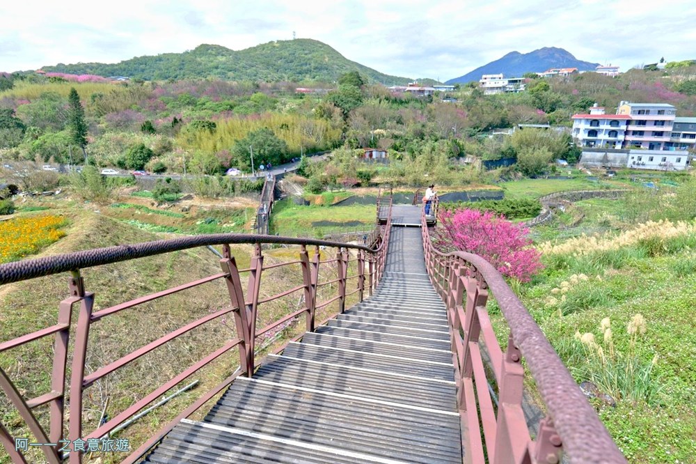 鵝尾山水梯田木棧道.陽明山秘境景點.櫻花