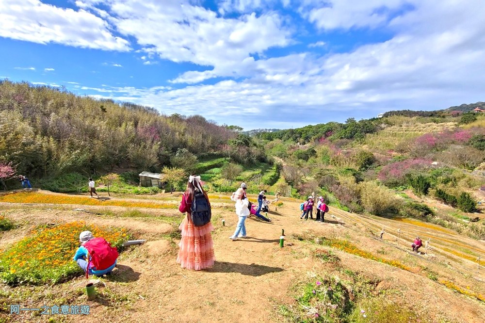 鵝尾山水梯田木棧道.陽明山秘境景點.櫻花