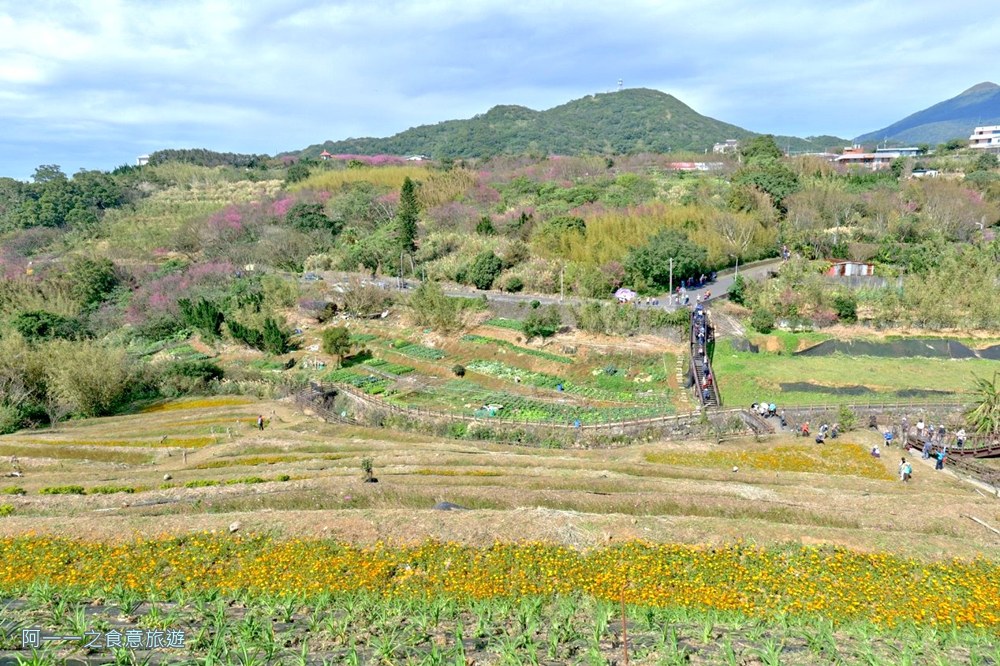 鵝尾山水梯田木棧道.陽明山秘境景點.櫻花