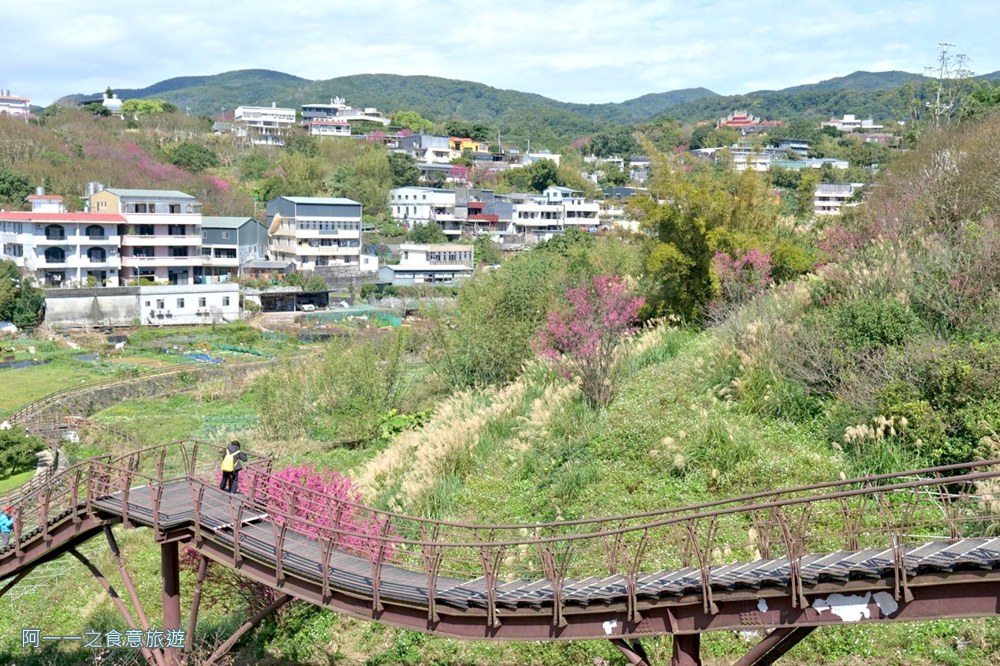 鵝尾山水梯田木棧道.陽明山秘境景點.櫻花