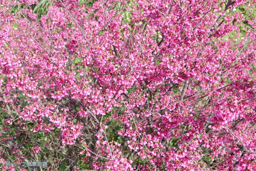鵝尾山水梯田木棧道.陽明山秘境景點.櫻花