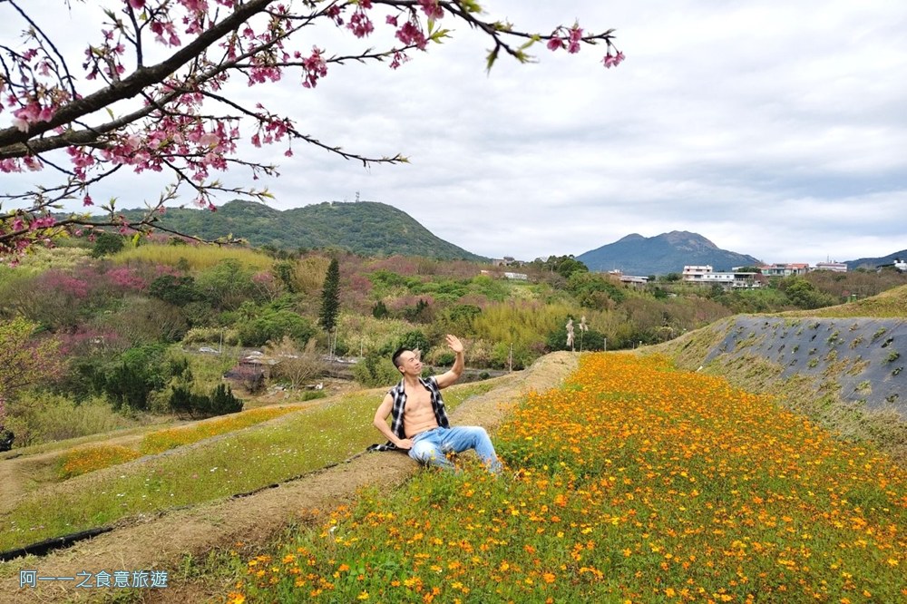 鵝尾山水梯田木棧道.陽明山秘境景點.櫻花