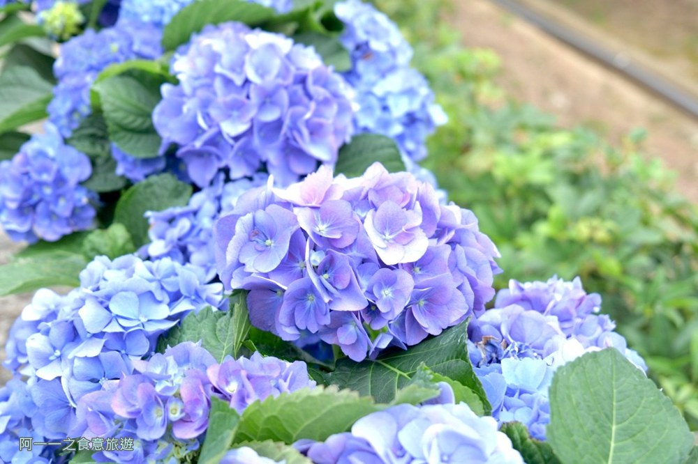 三層崎公園.北投花海.台版富良野