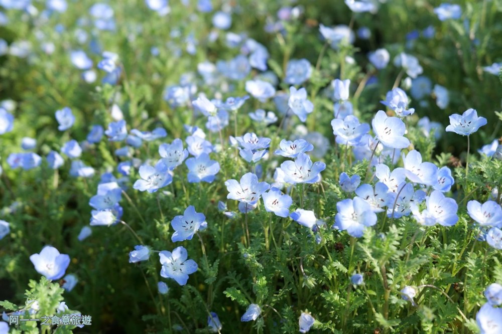 古亭河濱公園花海.台北賞花景點.粉蝶花