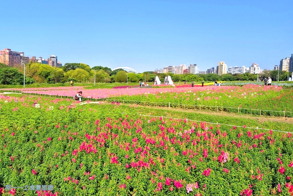 古亭河濱公園花海.台北賞花景點.醉蝶花
