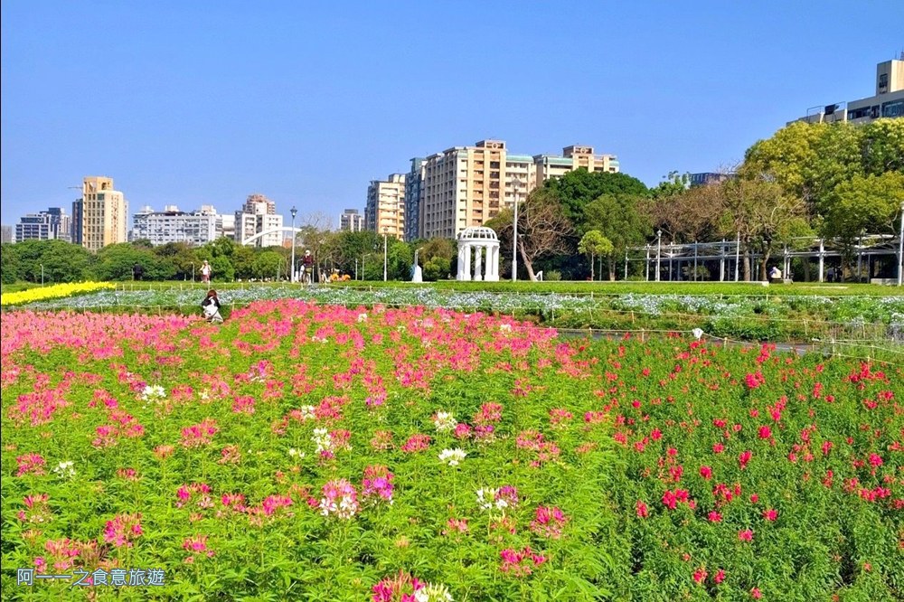 古亭河濱公園花海.台北賞花景點.醉蝶花