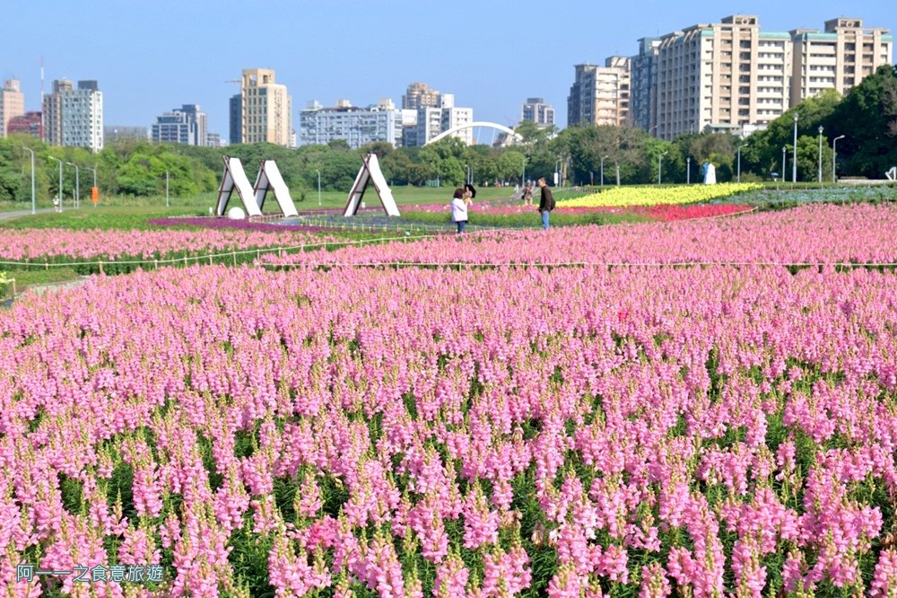 古亭河濱公園花海.台北賞花景點.金魚草