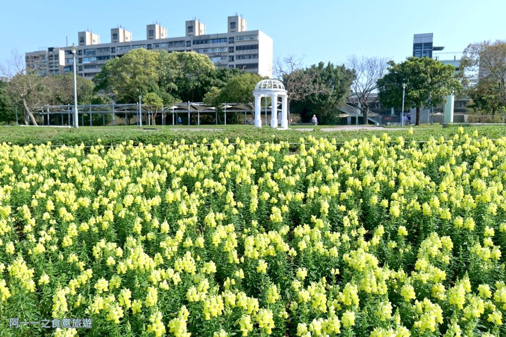 古亭河濱公園花海.台北賞花景點.金魚草