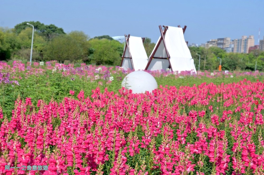 古亭河濱公園花海.台北賞花景點.金魚草