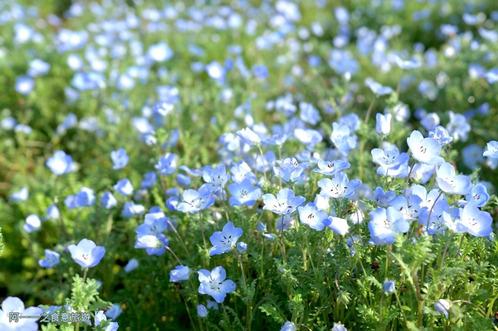 古亭河濱公園花海.台北賞花景點.粉蝶花