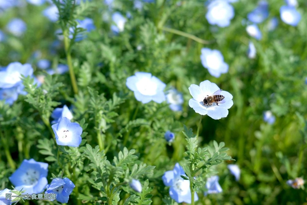 古亭河濱公園花海.台北賞花景點.粉蝶花
