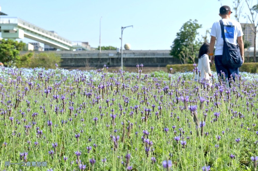 古亭河濱公園花海.台北賞花景點.薰衣草