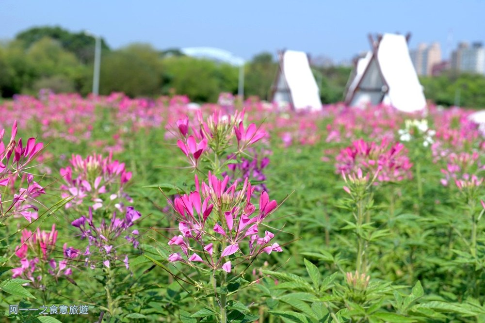 古亭河濱公園花海.台北賞花景點.醉蝶花