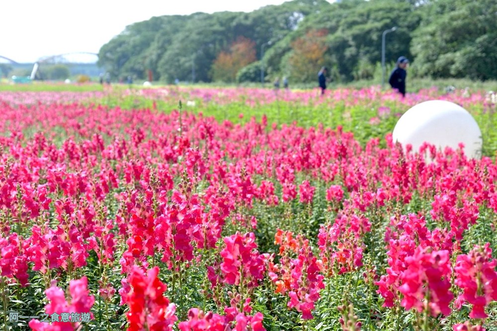 古亭河濱公園花海.台北賞花景點.金魚草