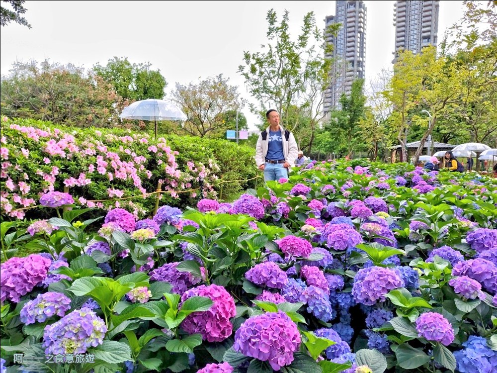 大安森林公園繡球花展.台北杜鵑花季