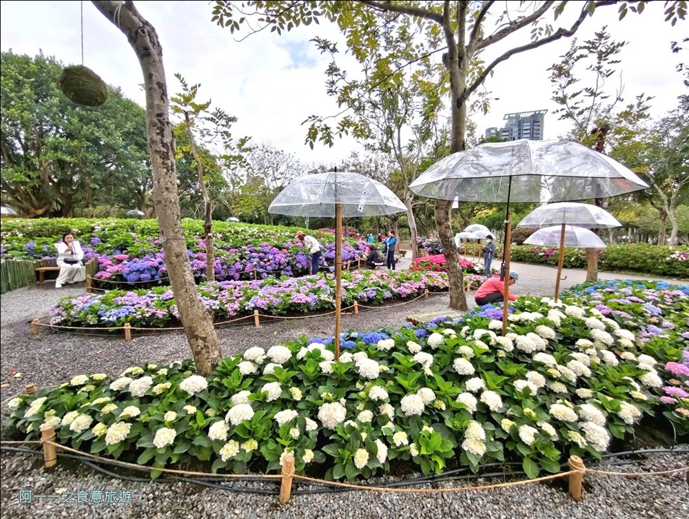 大安森林公園繡球花展.台北杜鵑花季