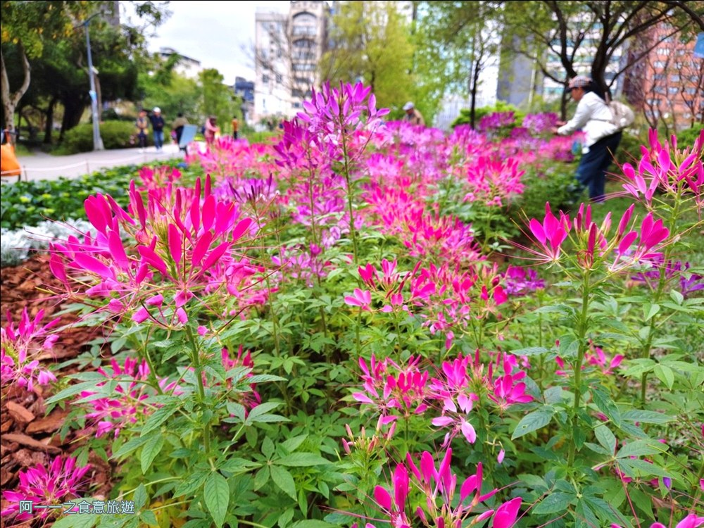 大安森林公園繡球花展.台北杜鵑花季