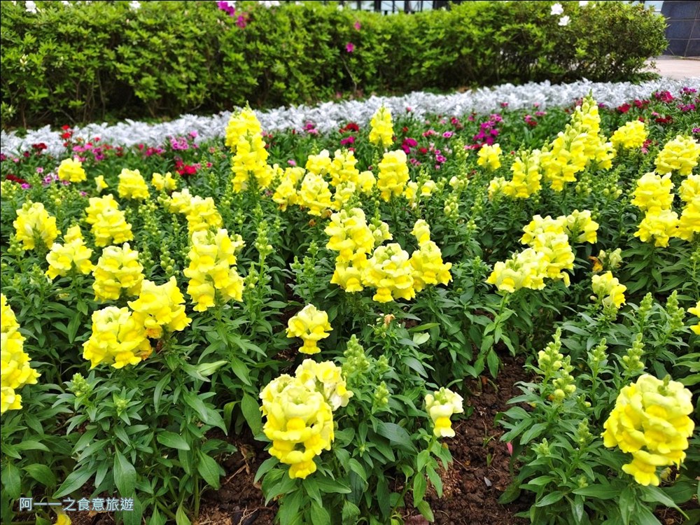 大安森林公園繡球花展.台北杜鵑花季