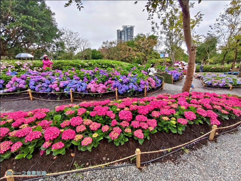大安森林公園繡球花展.台北杜鵑花季