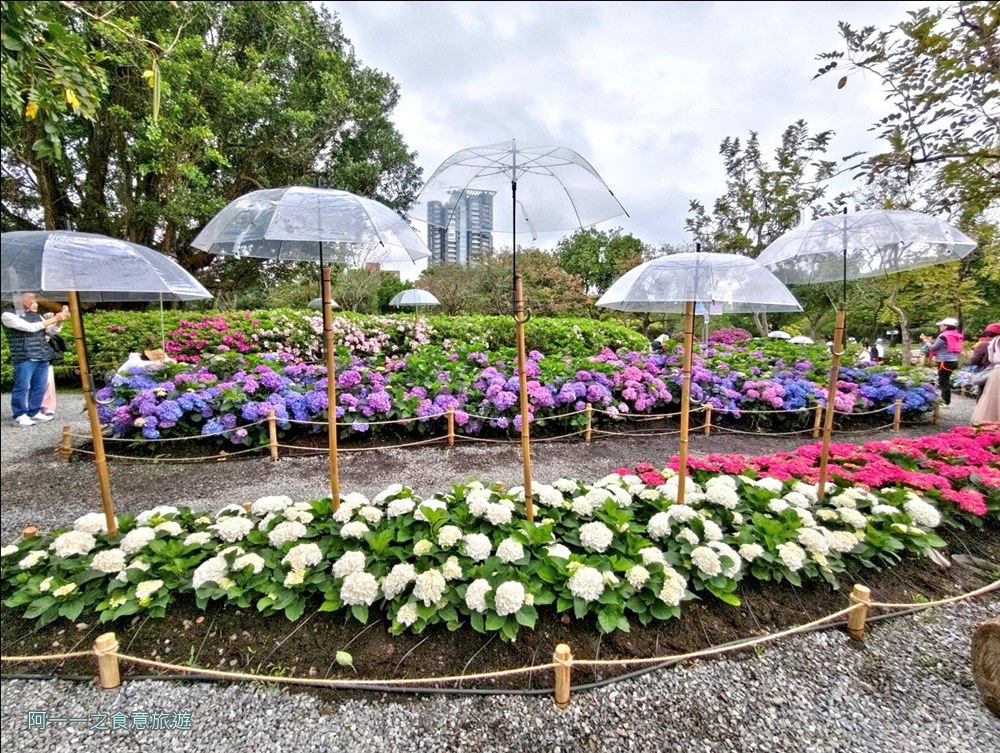 大安森林公園繡球花展.台北杜鵑花季