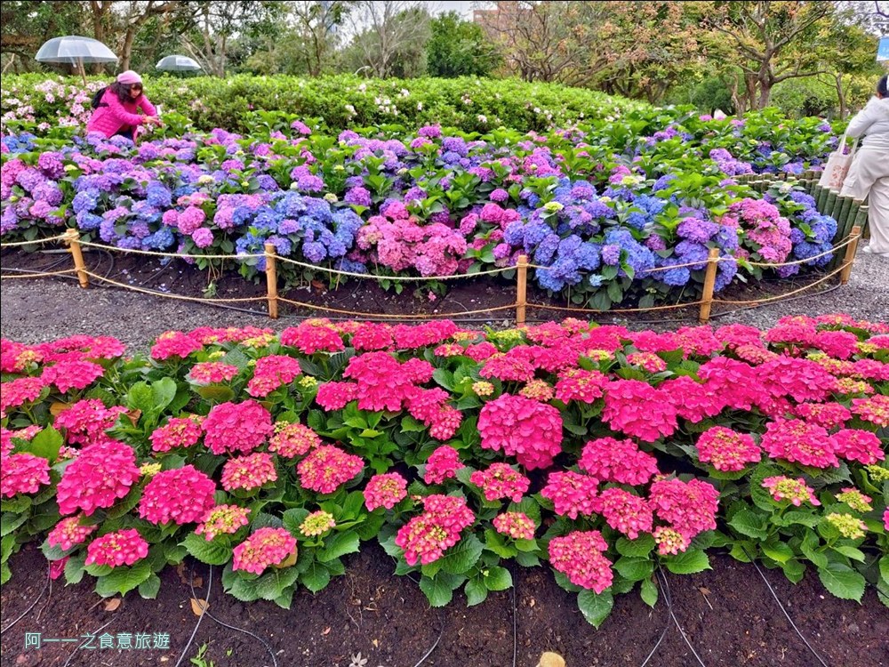 大安森林公園繡球花展.台北杜鵑花季