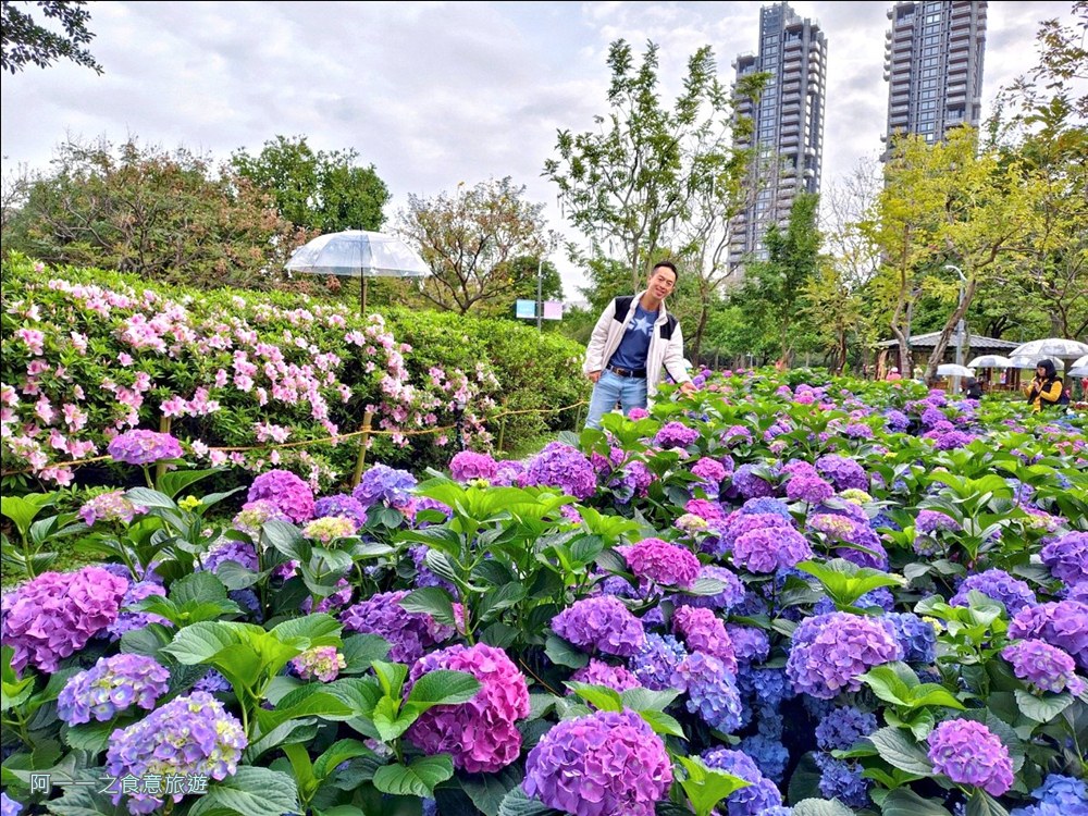 大安森林公園繡球花展.台北杜鵑花季