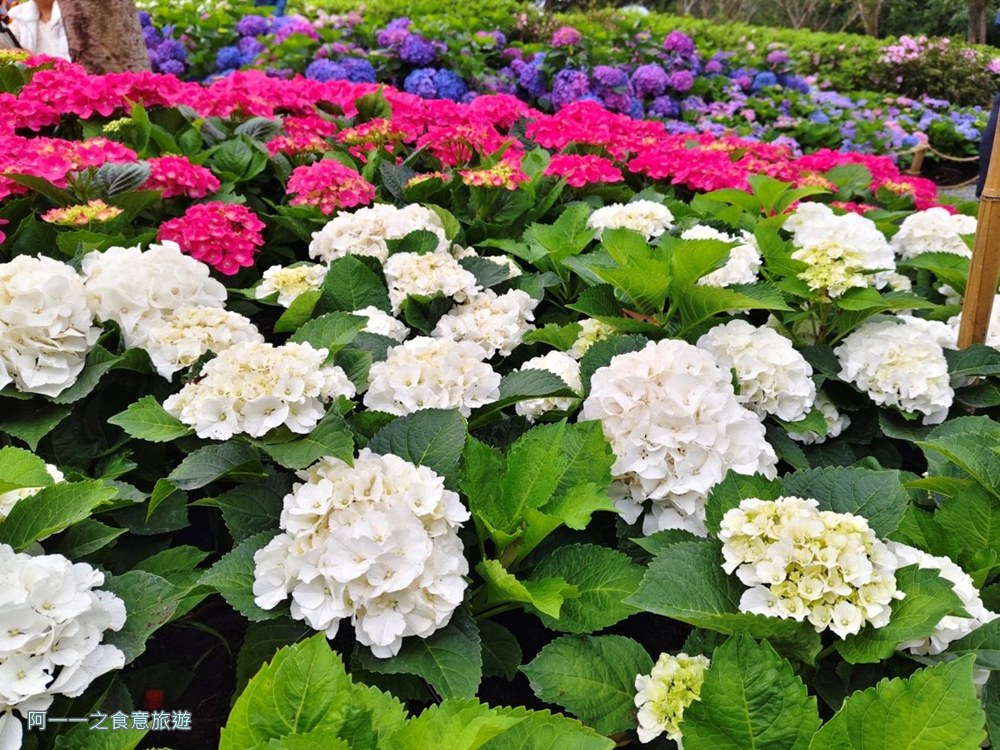 大安森林公園繡球花展.台北杜鵑花季