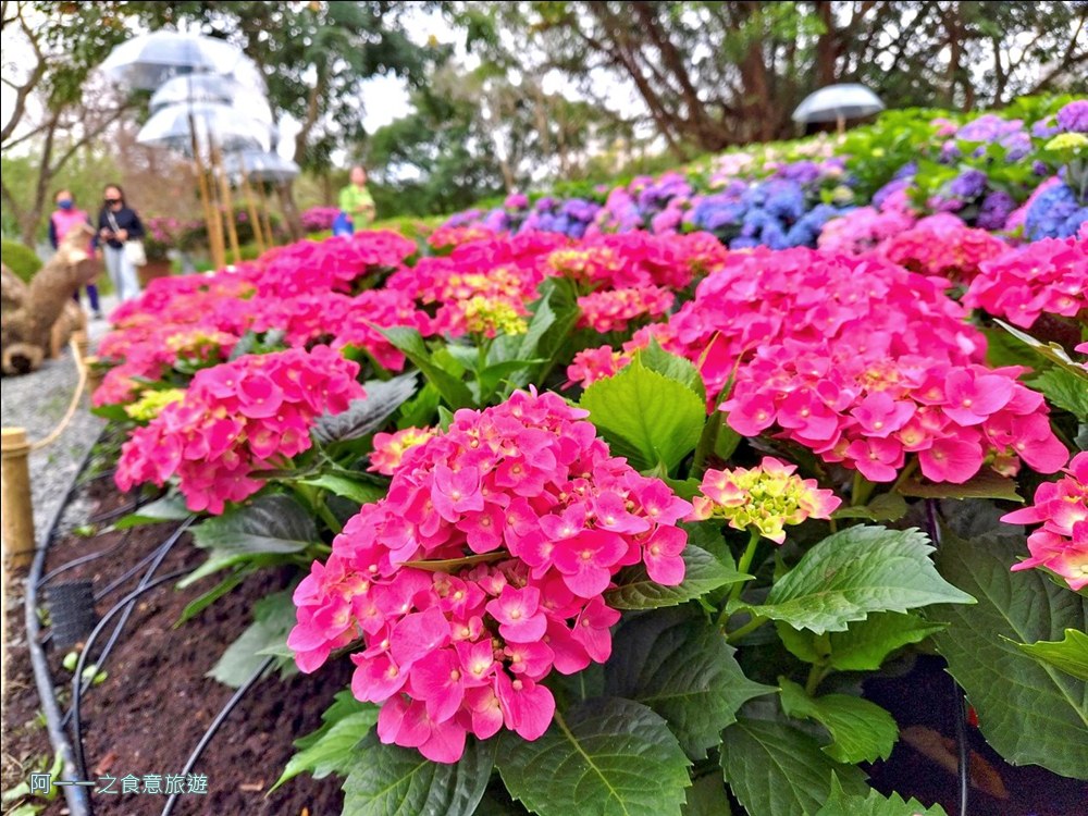 大安森林公園繡球花展.台北杜鵑花季