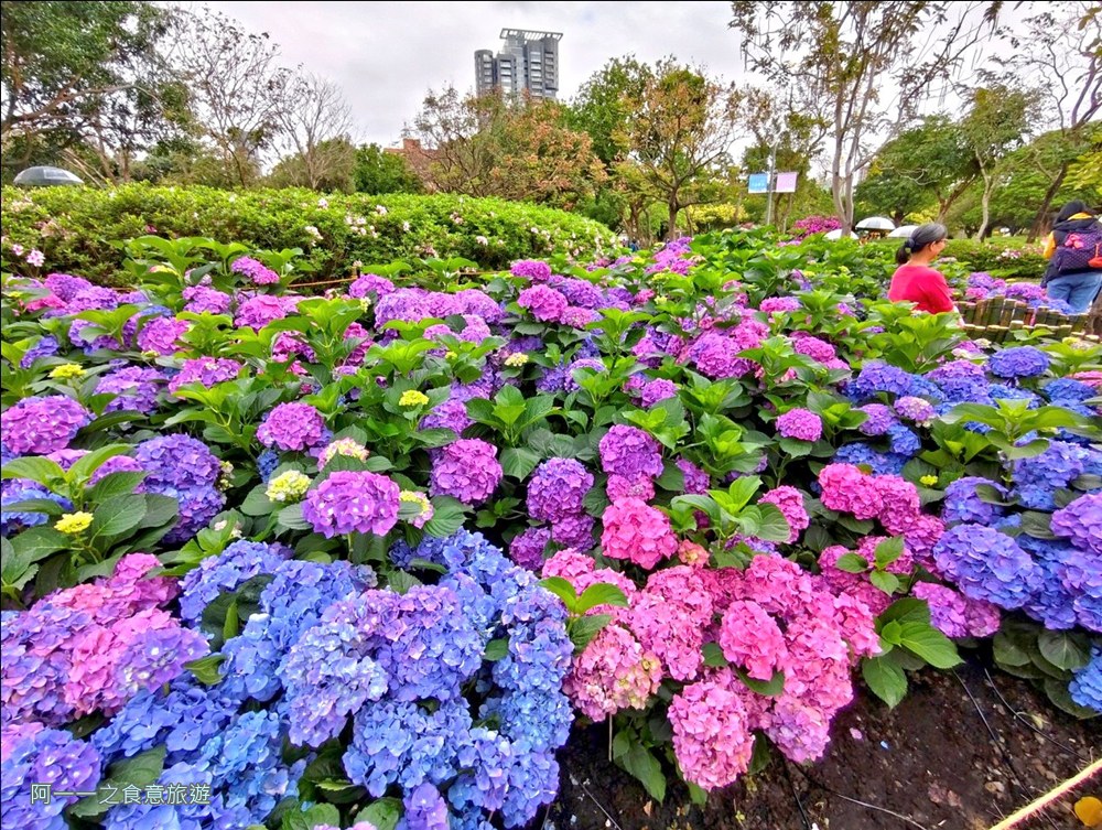 大安森林公園繡球花展.台北杜鵑花季